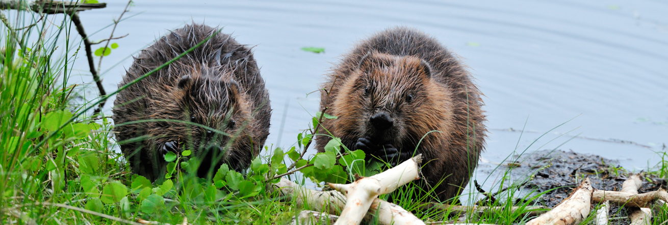 Two beavers eating by the water