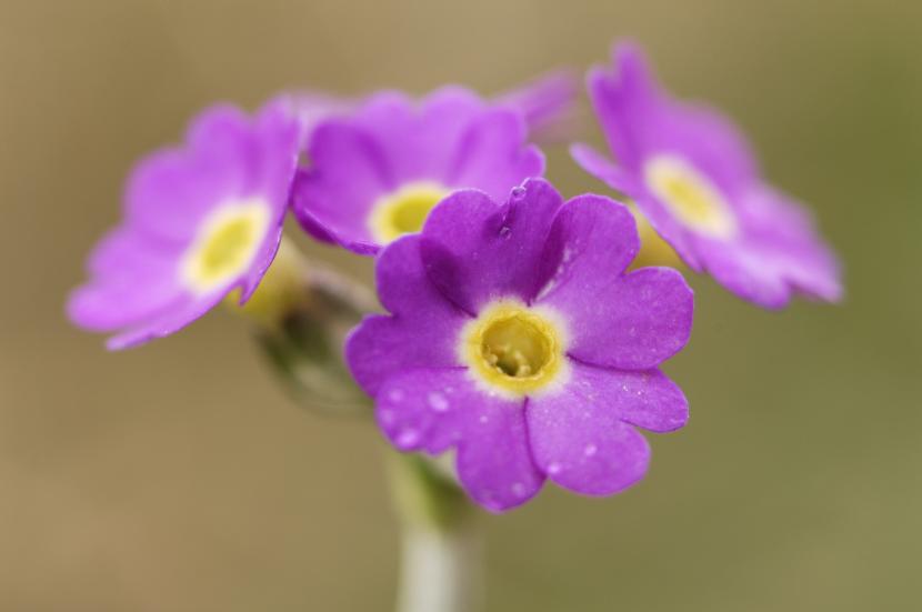 Scottish Primrose (Primula scotica) Yesnaby, Orkney 