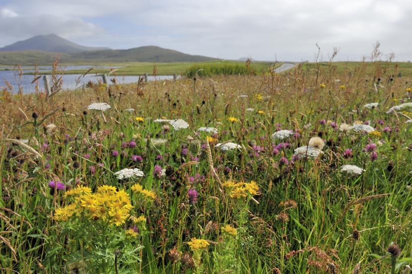  Machair growing in front of the SNH office at Loch Druidibeg, South Uist