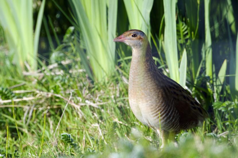 Corncrake in grass with wetland plants behind.
