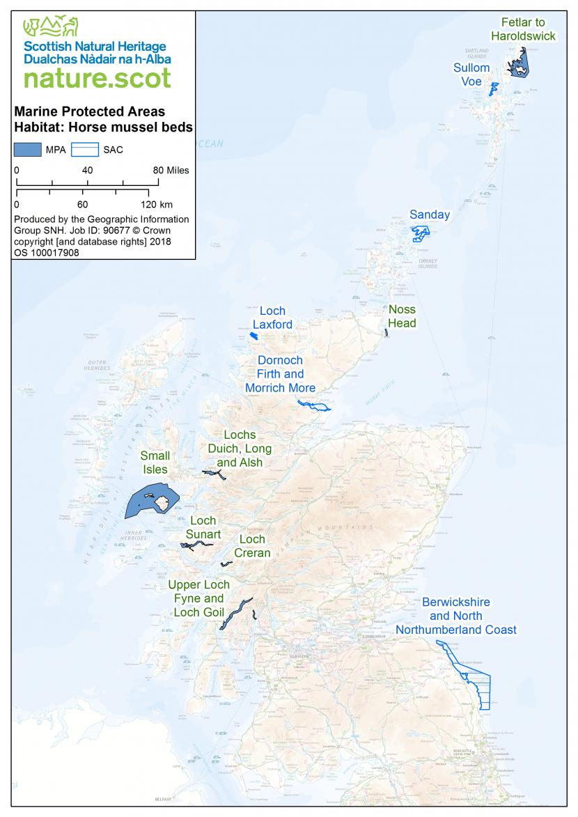 Map of horse mussel beds in the UK