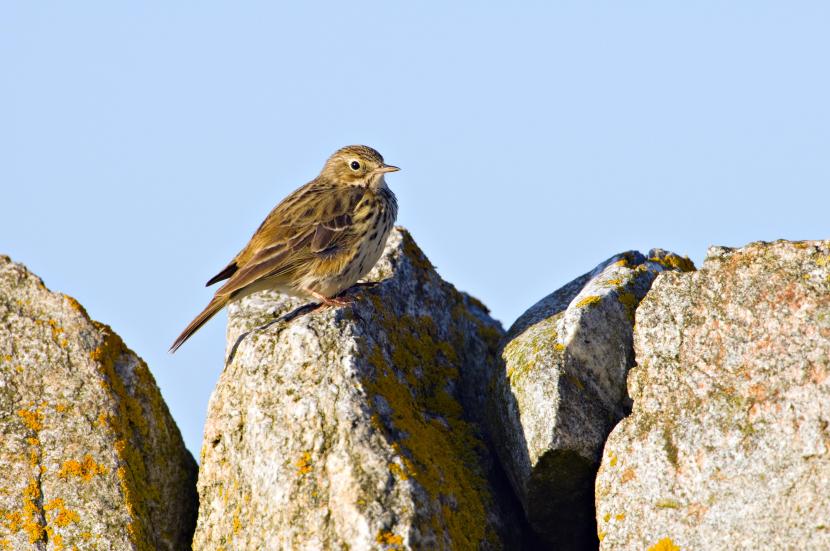 Meadow pipit sitting on some rocks in the sunshine.