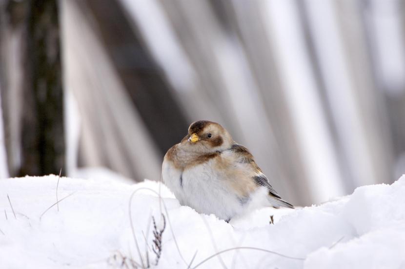 Snow Bunting sitting in a pile of snow.