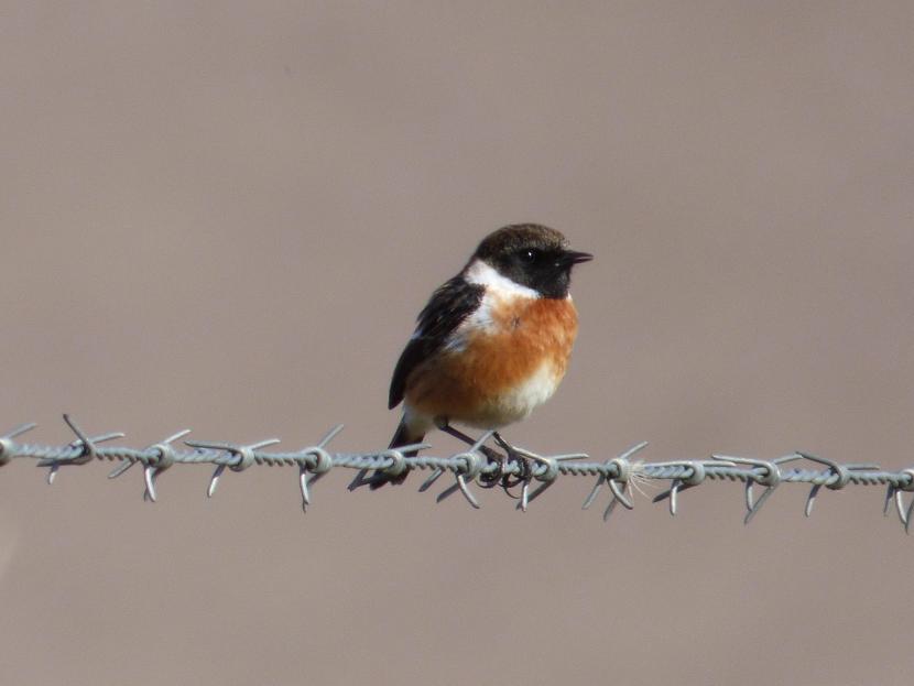 Male Stonechat sitting on some barbed wire.