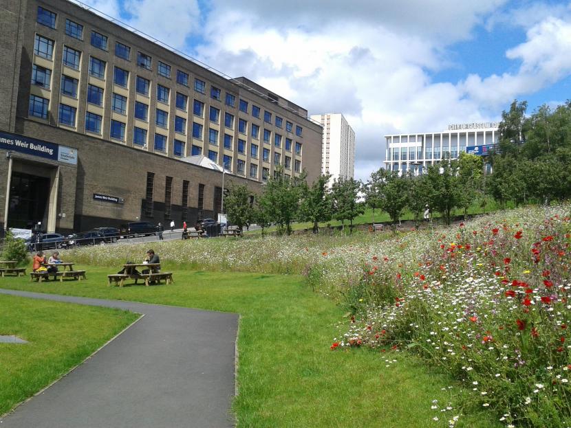 Greenspace and wildflowers outside a university building
