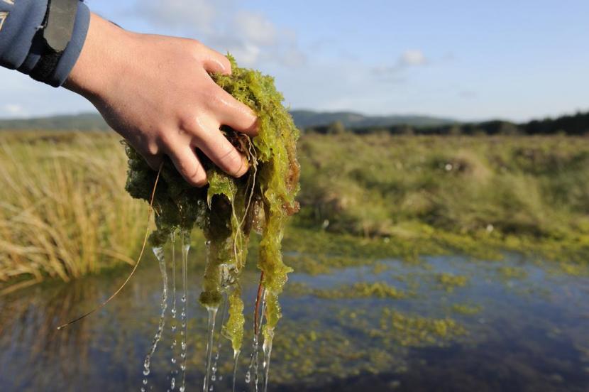 Wetland mosses such as sphagnum are key in creating peatlands which store and filter water.