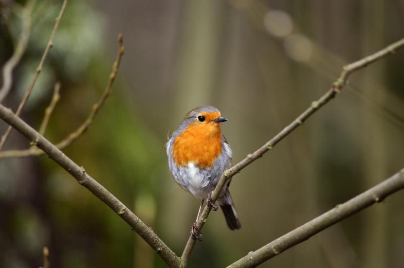 Learning in local Greenspace - Case Study - Robin (Erithacus rubecula)