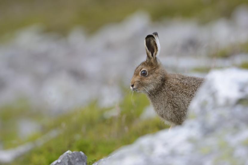 Mountain hare - Citizen Science Project