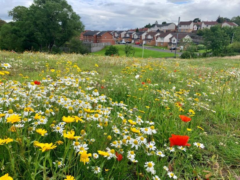 Image of wildflower meadow with housing estate in the background.