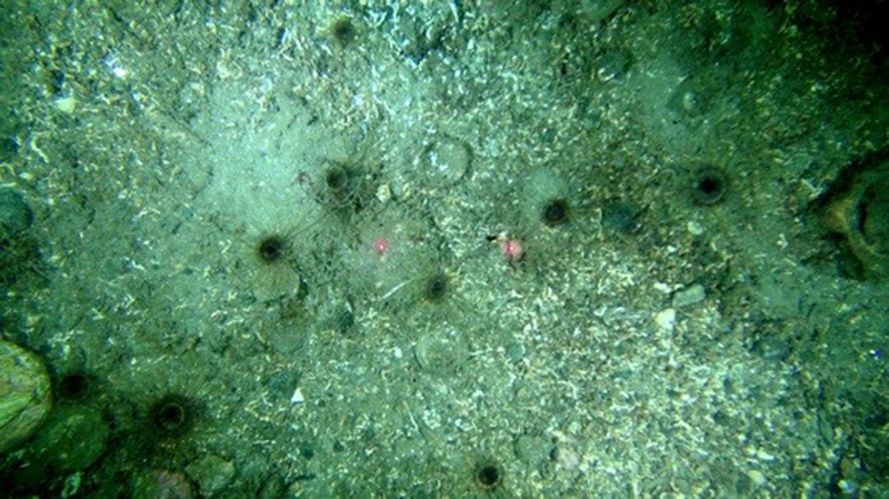 Cerianthus lloydii and other burrowing anemones in circalittoral muddy mixed sediment biotope