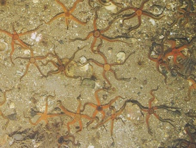 Ophiothrix fragilis and/or Ophiocomina nigra brittlestar beds on sublittoral mixed sediment biotope