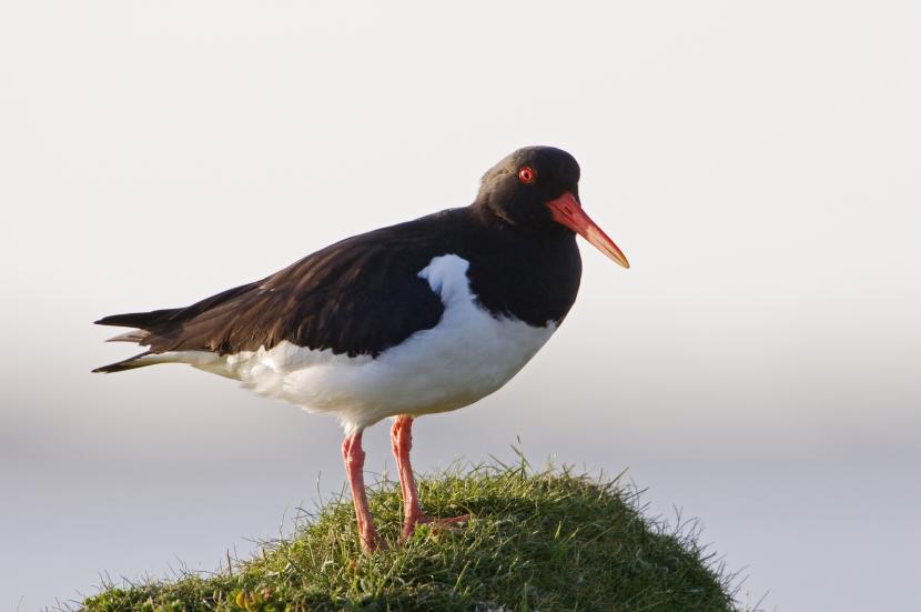 Oystercatcher sitting on a moss covered rock.