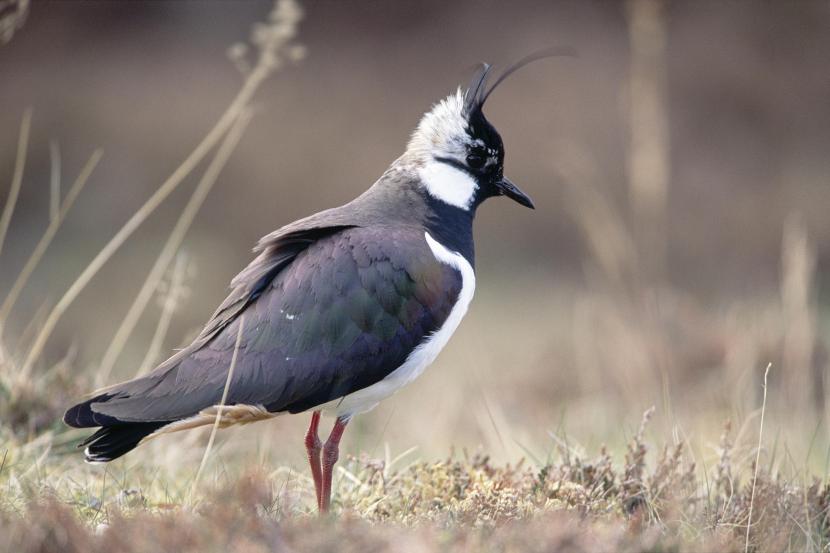 Lapwing standing in heather.