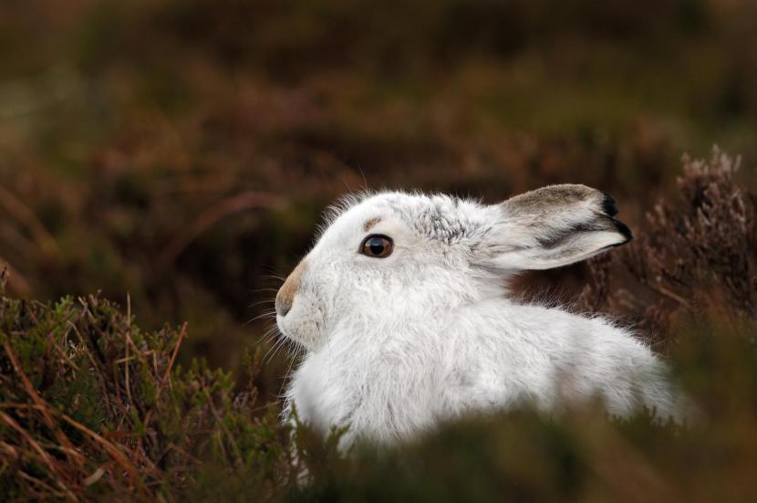 Mountain hare with winter coat of white fur, sitting in the heather.