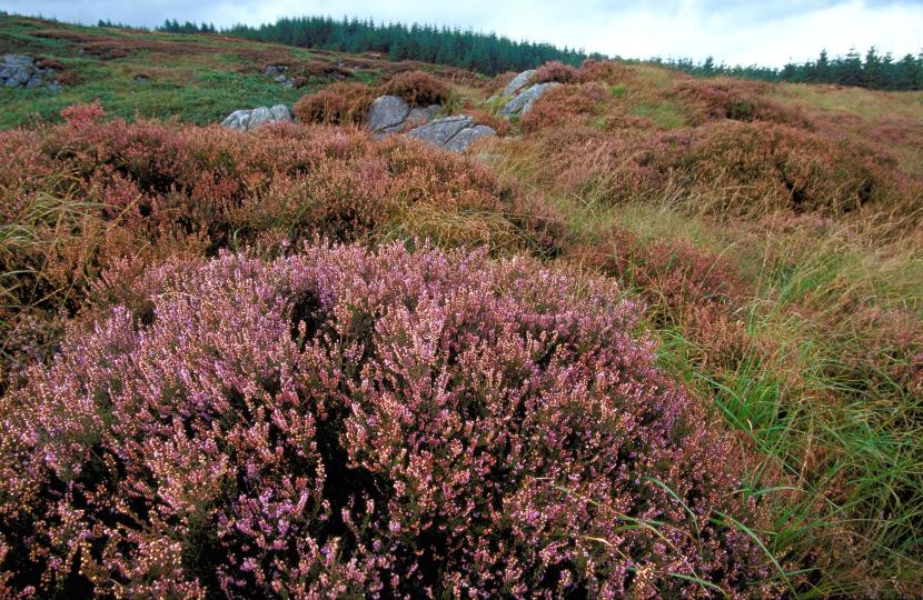 Heather moorland with forestry in the distance.