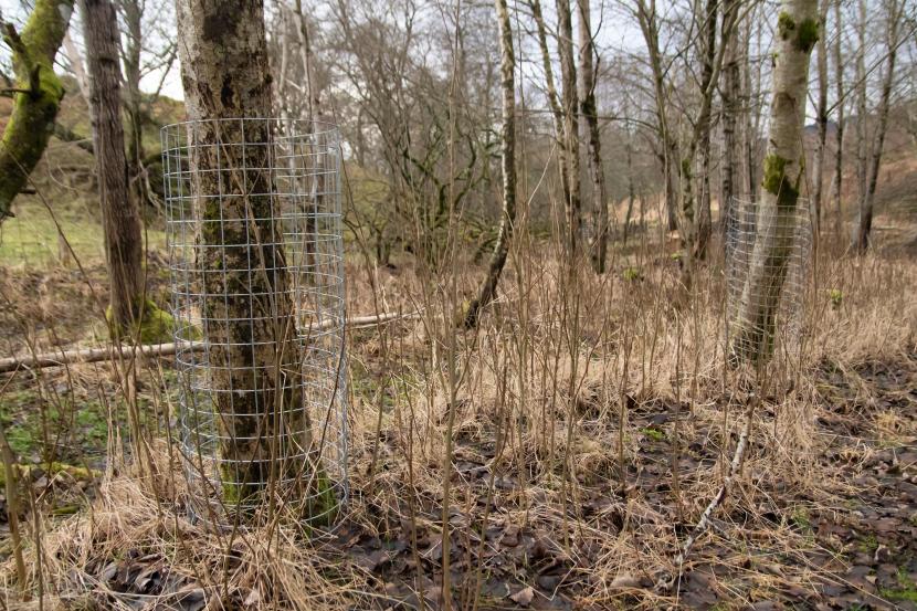 Trees protected from beaver browsing in Perthshire by being wrapped with wire-mesh.