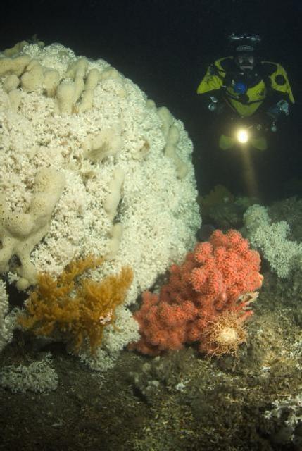 Cold water coral reef with orange gorgonians.