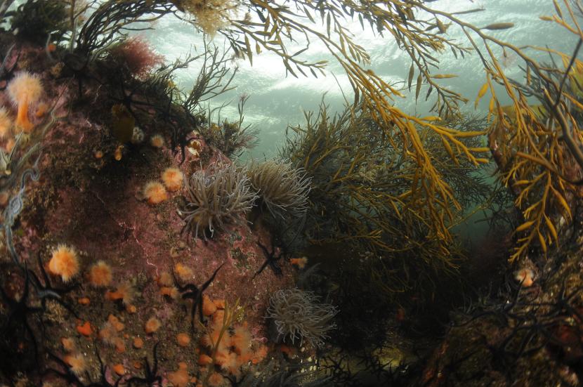 Snakelocks and plumose anemones under a canopy of sea oak