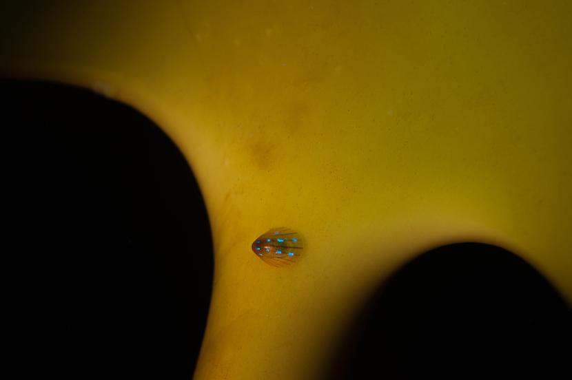 A blue-rayed limpet on kelp at the entrance to a sea cave in St Kilda. 