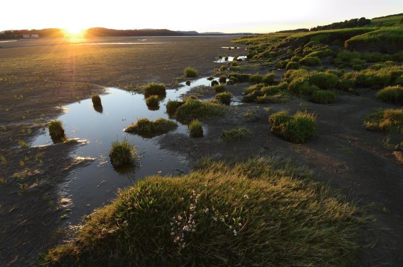 Sun shining on mudflats at Caerlaverock National Nature Reserve