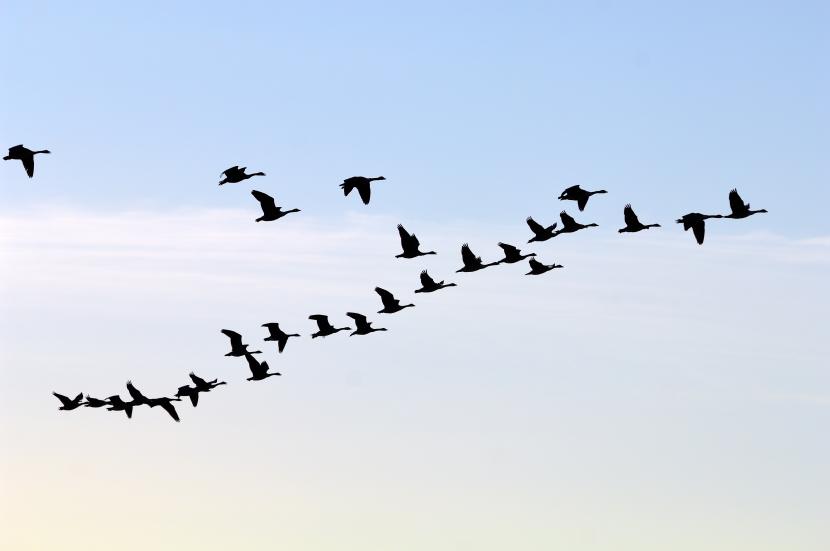Geese flying in v shaped formation.