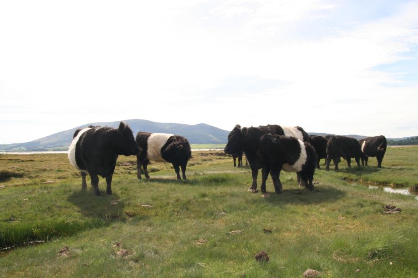 Belted Galloway cattle standing in a field.