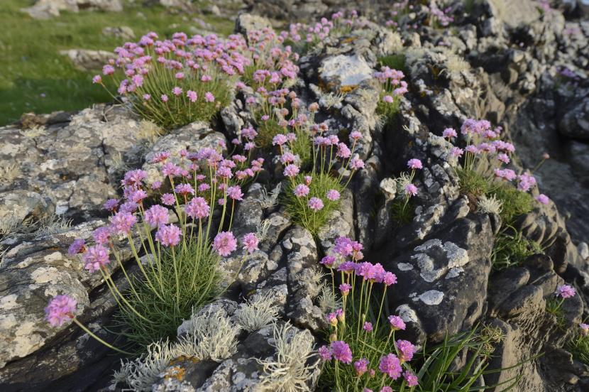 Thrift growing on a rocky shore