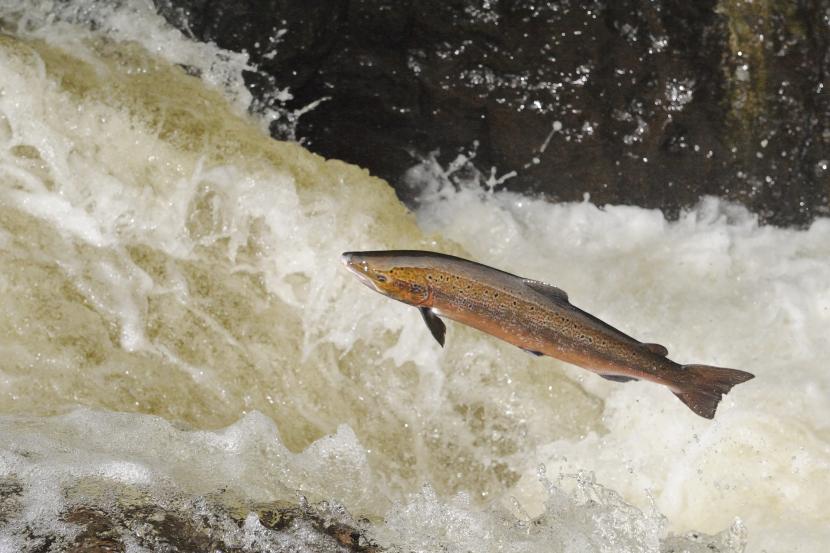 Atlantic Salmon leaping up a waterfall on the River Almond.