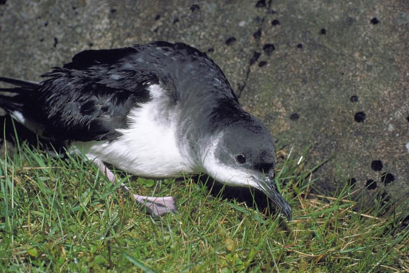 Manx Shearwater on a grassy cliff.