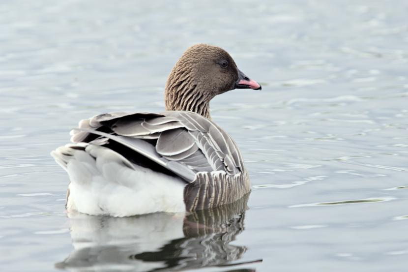 A Pink-Footed Goose in the water.