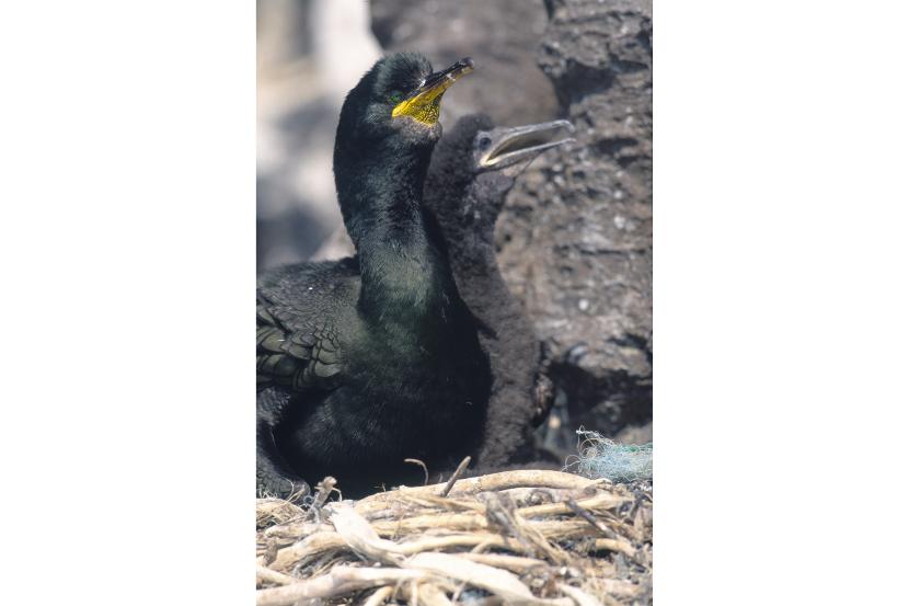 A shag and chick on a rock