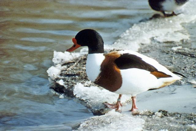 A Shelduck standing on snow covered rocks beside a body of water.