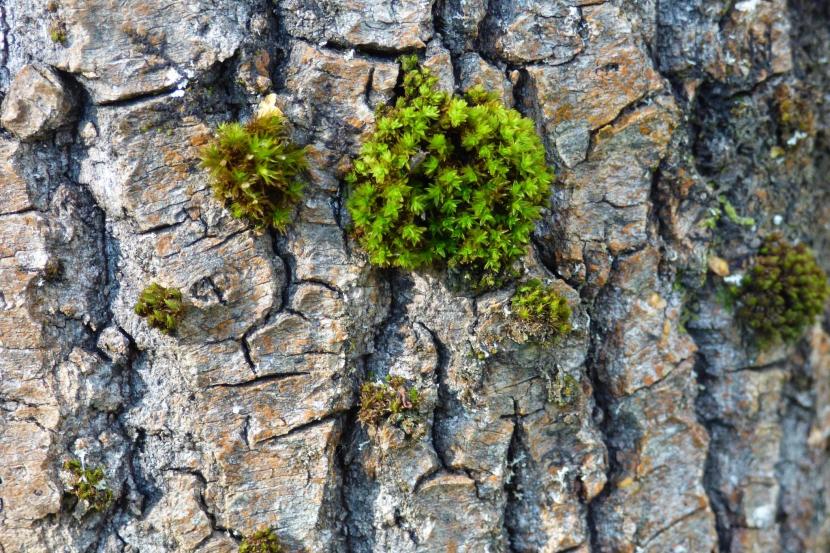 A close up of  bristle moss on tree bark.