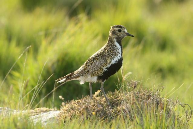 Golden Plover standing on a heather covered rock, surrounded by grasses.