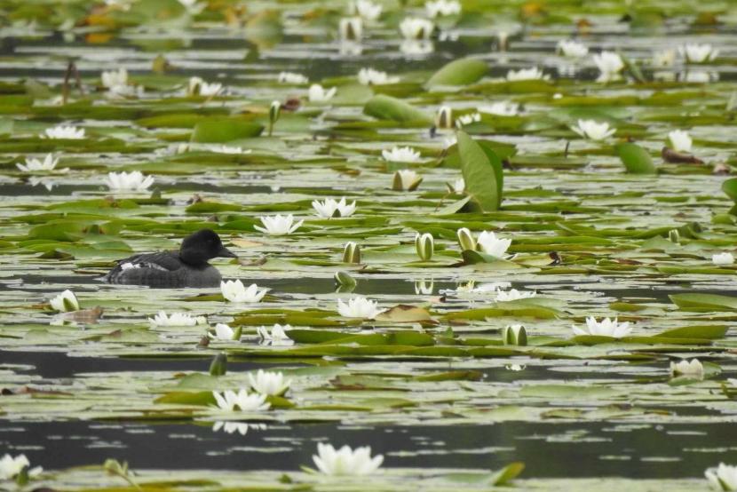 Goldeneye duck swimming in water surrounded by water lillies.