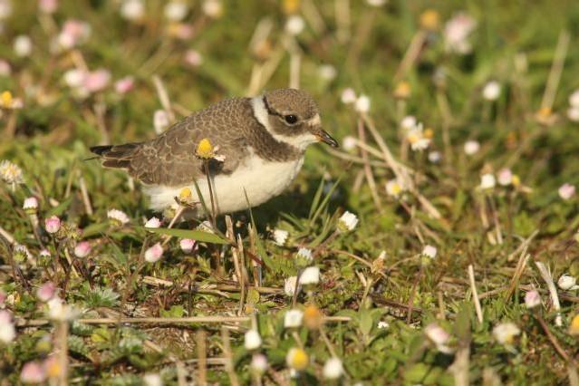 Ringed Plover in some grassland, surrounded by daisies.