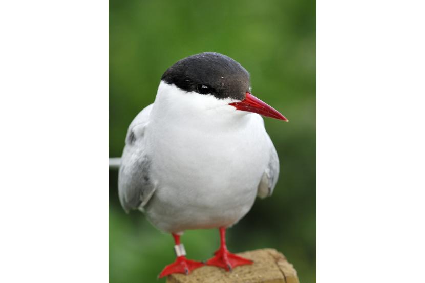 An arctic tern sitting on a fence post.