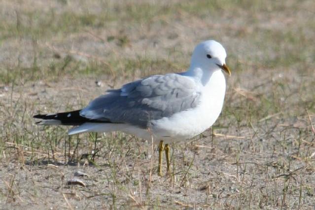 Common gull stanidng on some dry grassland.