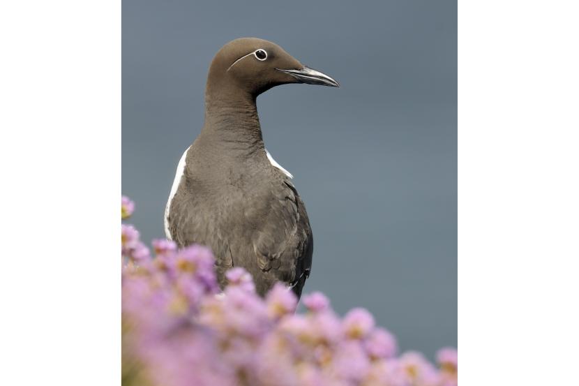 Guillemot sitting on a rock, with pick sea thrift in front of the picture.