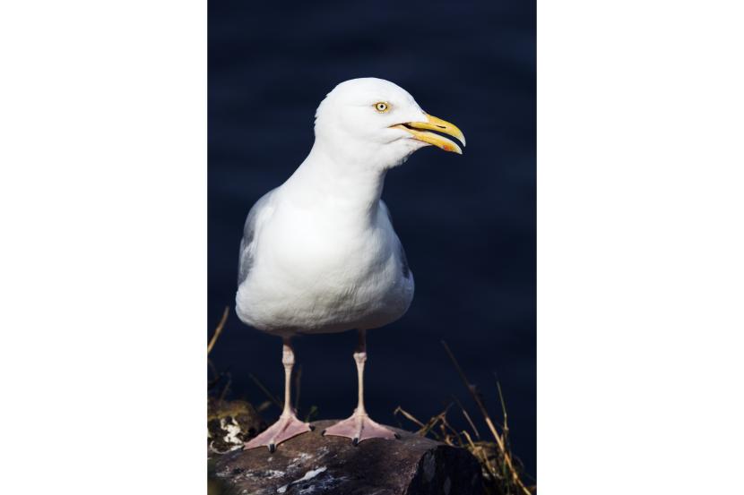 A herring gull standing on a rock.