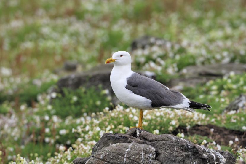 Lesser black-backed gull sitting on a rock surrounded by grasses and flowers.