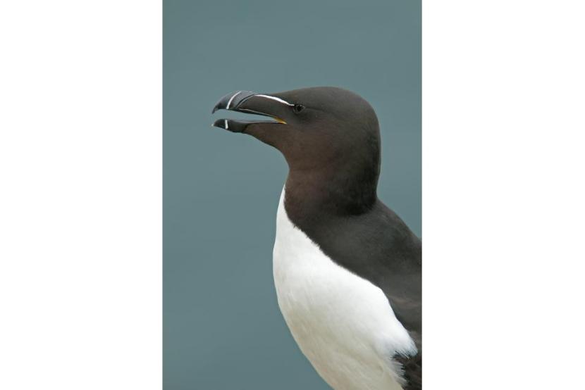 A razorbill - with a white breast and black head and back.