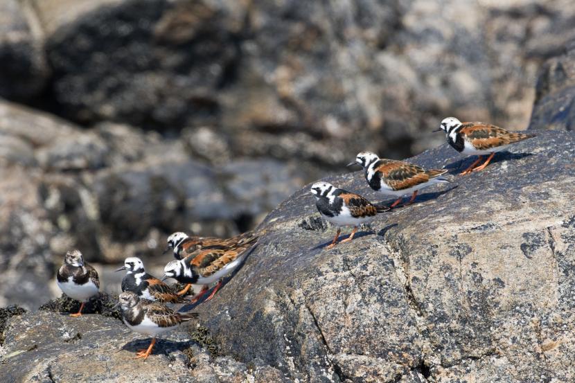 Turnstones in summer plumage, sitting on rocks.