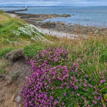 Costal path showing wildflowers in foreground and rocky coast line behind