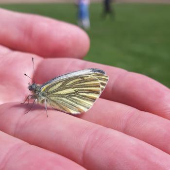 a green veined while butterfly in a hand