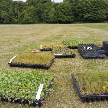 trays of wildflower plants ready to be planted