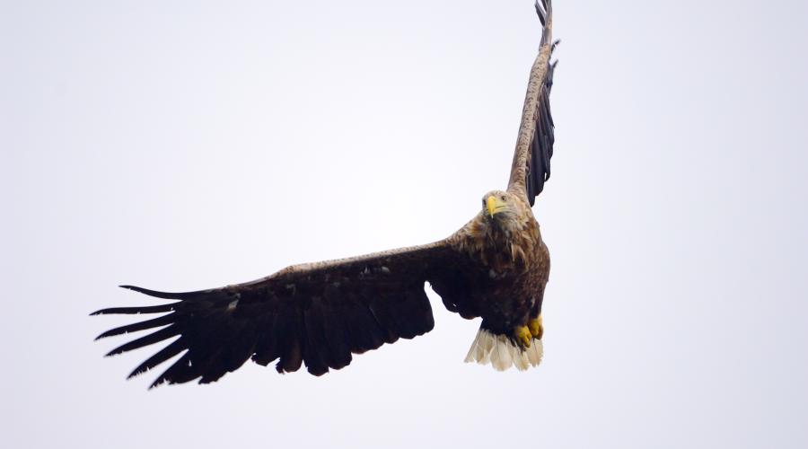 Scotlands Sea Eagles To Bring Englands Raptors Back From