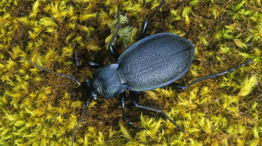 Beetles  NatureScot