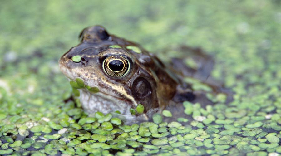 Frog is an amphibian fashion or reptile