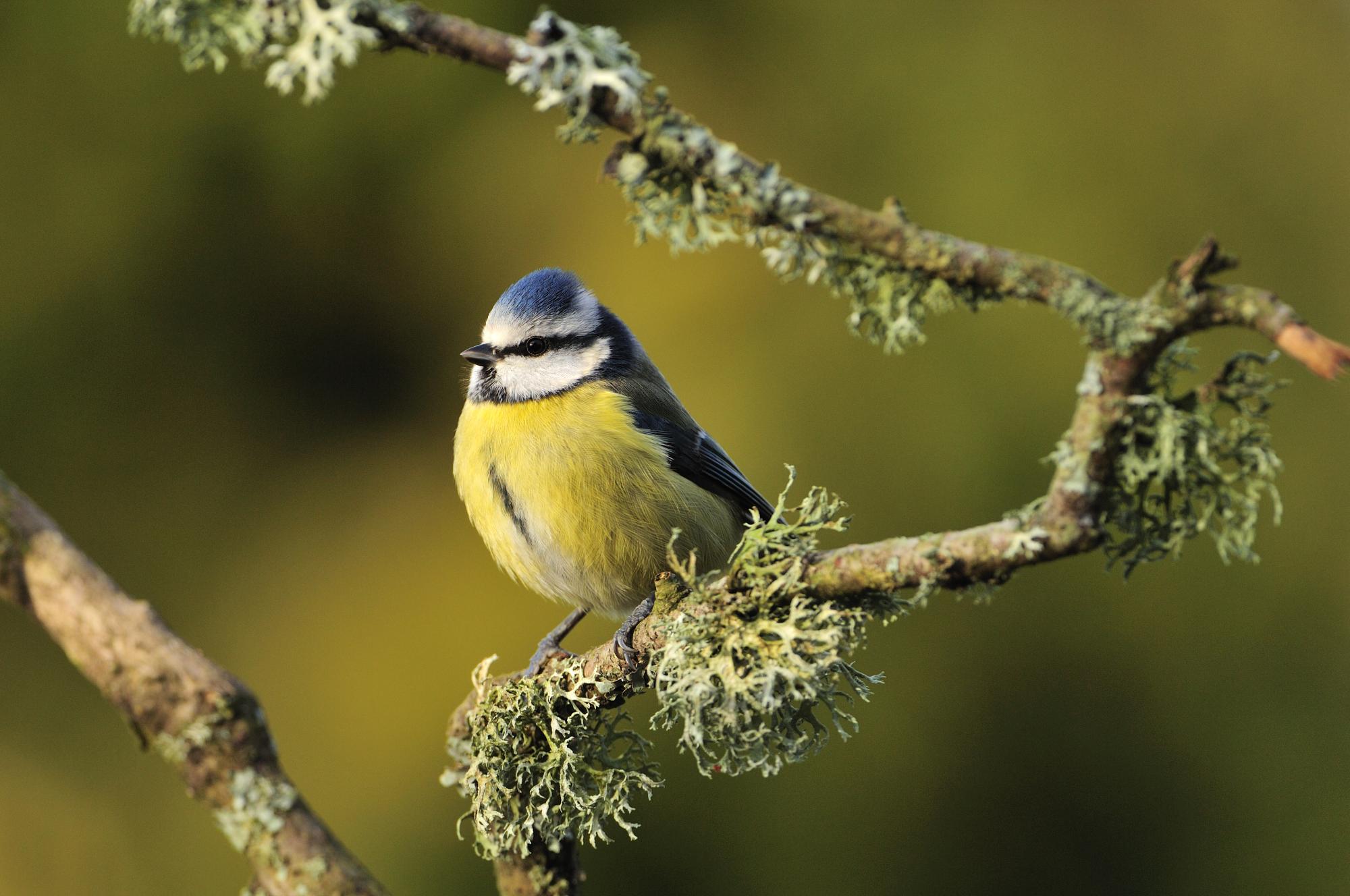 Blue tit (Cyanistes caeruleus) perching on a lichen covered branch.